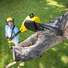 Best Tree Planting  in Chesterfield, SC
